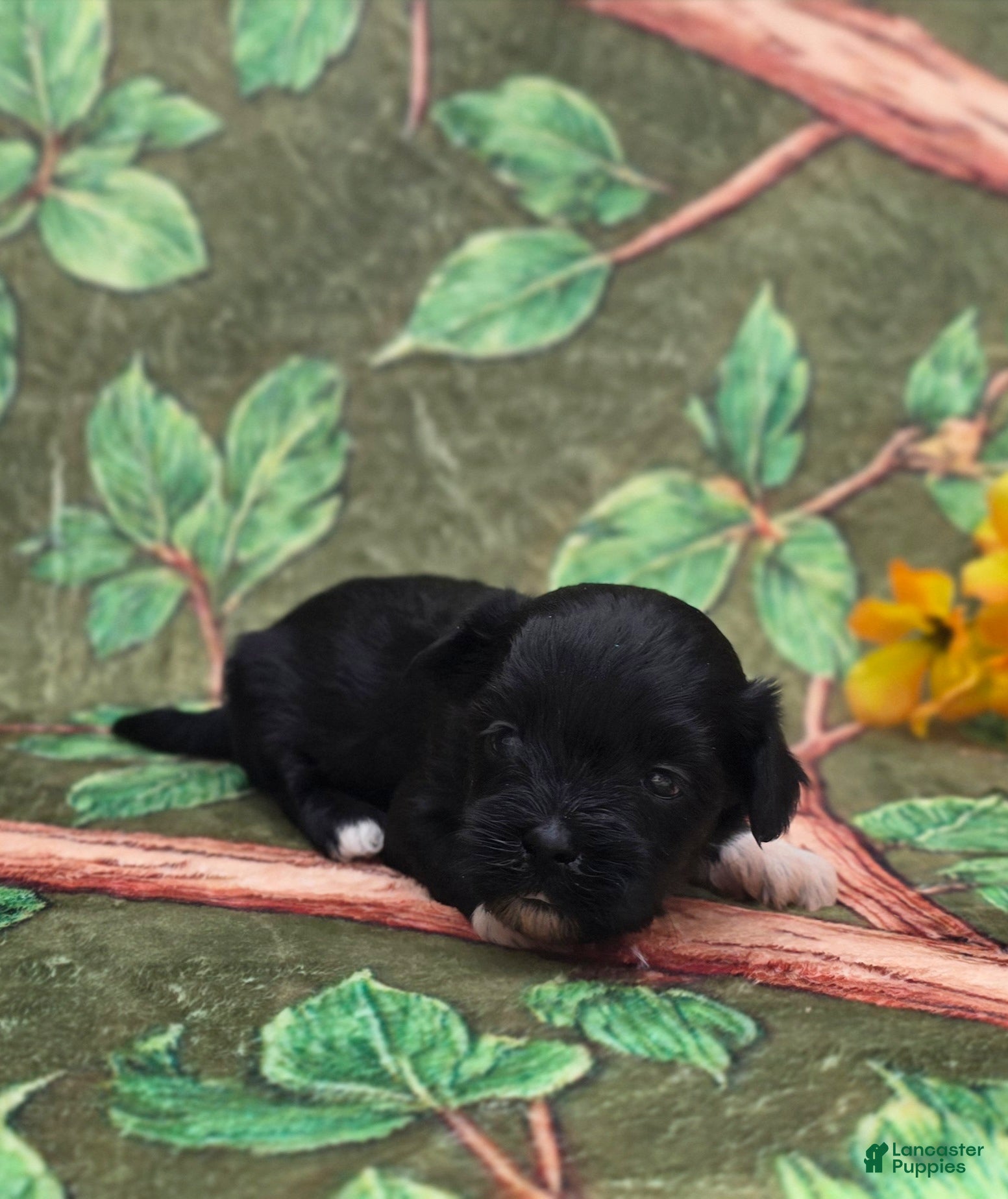 Mixed Breed dogs Shade - Ad 2