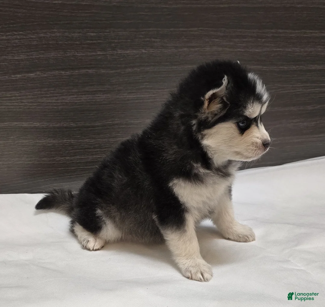 Pomsky dogs for sale: Nova - Ad 3