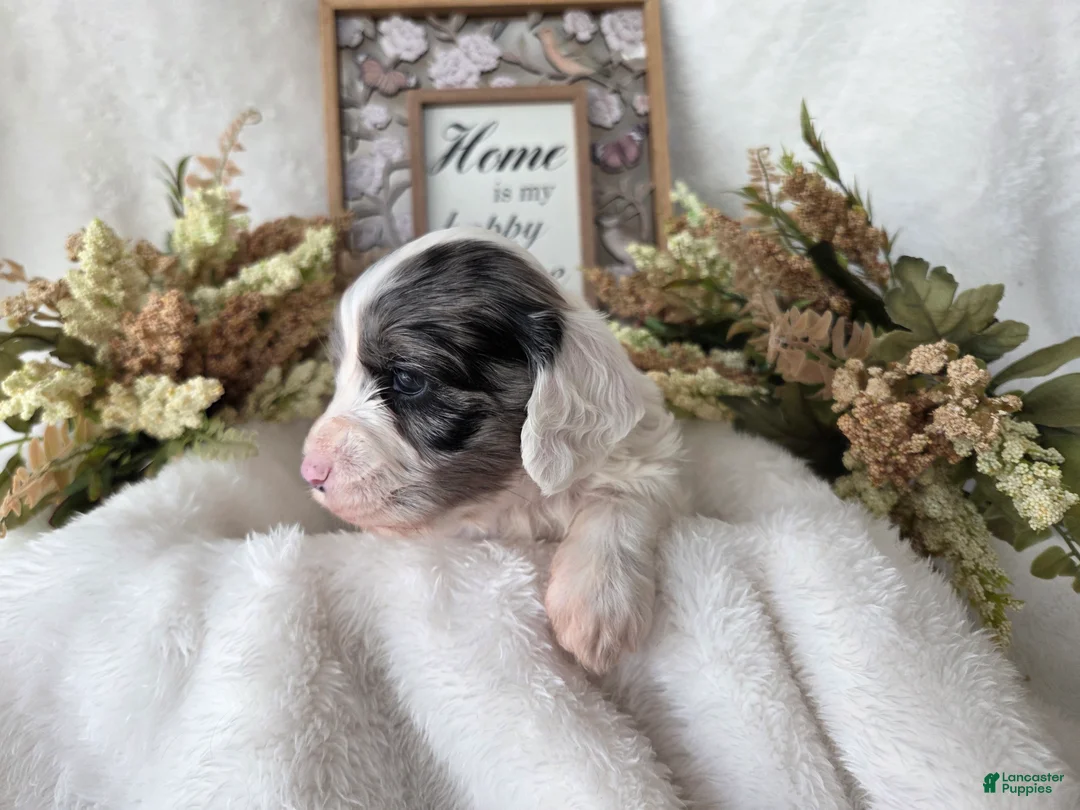 Cockapoo dogs for sale: Cockapoo Puppy 3 - Ad 4