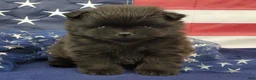 Pomeranian dogs for sale: Gage - Ad 5