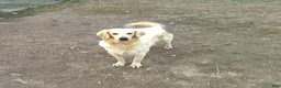Golden Retriever dogs for sale: Anna - Ad 6