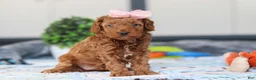 Mini Goldendoodle dogs for sale: Noli - Ad 4