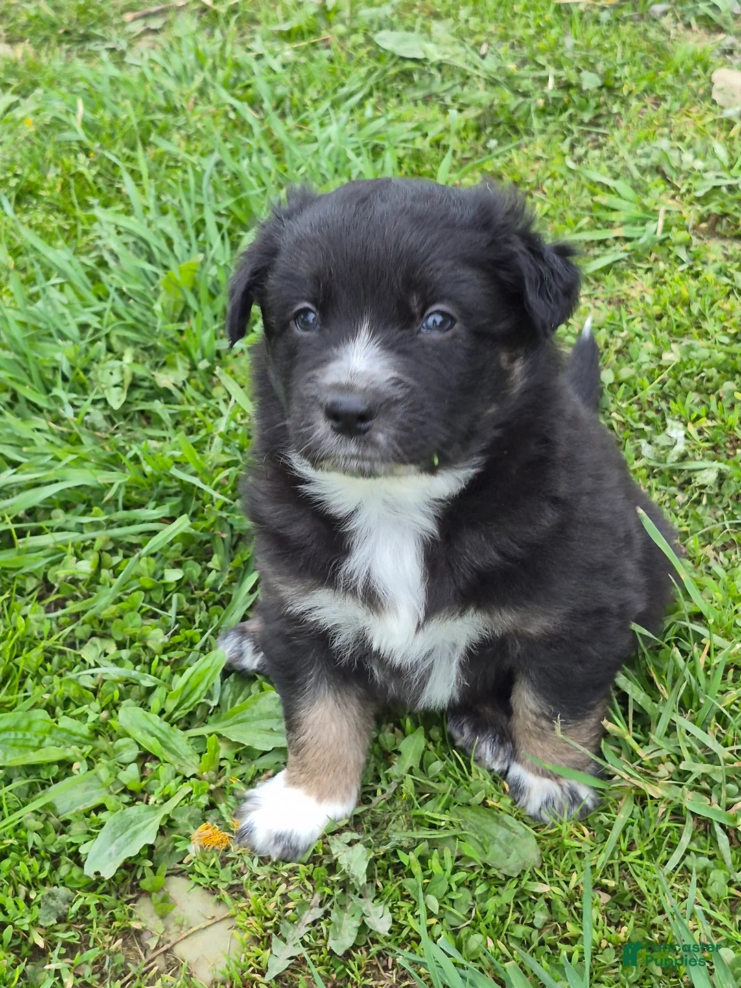 Australian Shepherd dogs for sale: Australian Shepherd Puppy 4 - Ad 1