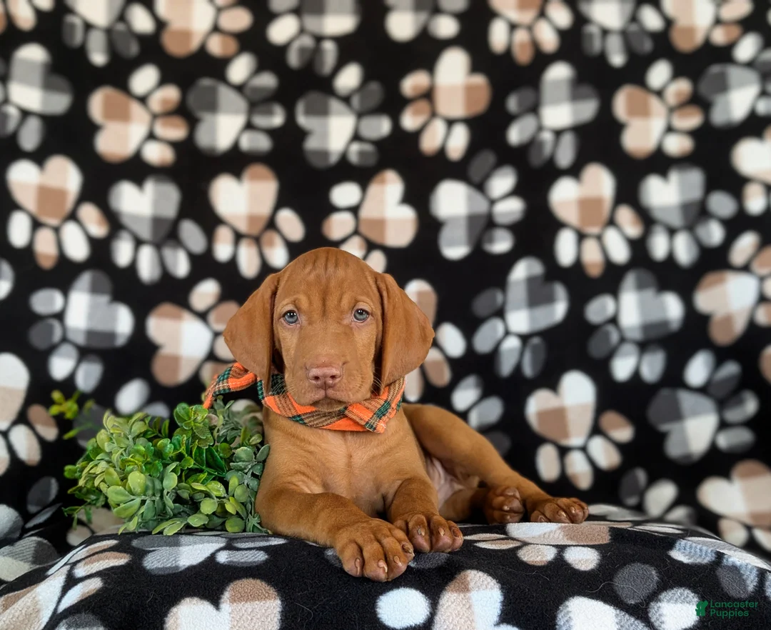 Vizsla dogs for sale: Walden  - Ad 6