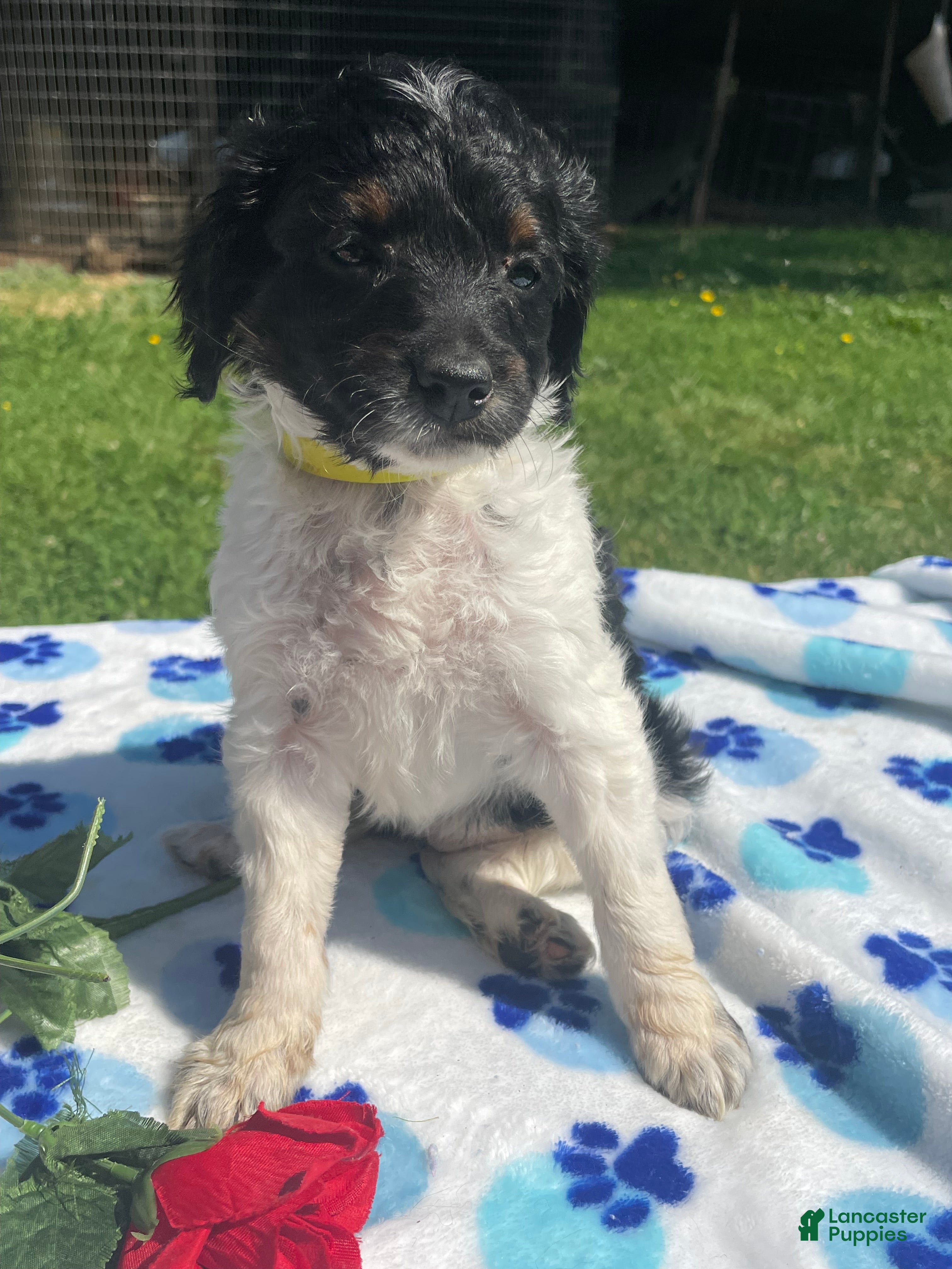 Mixed Breed dogs Pearl - Ad 21