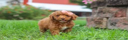 Miniature Poodle dogs for sale: Sunny - Ad 3