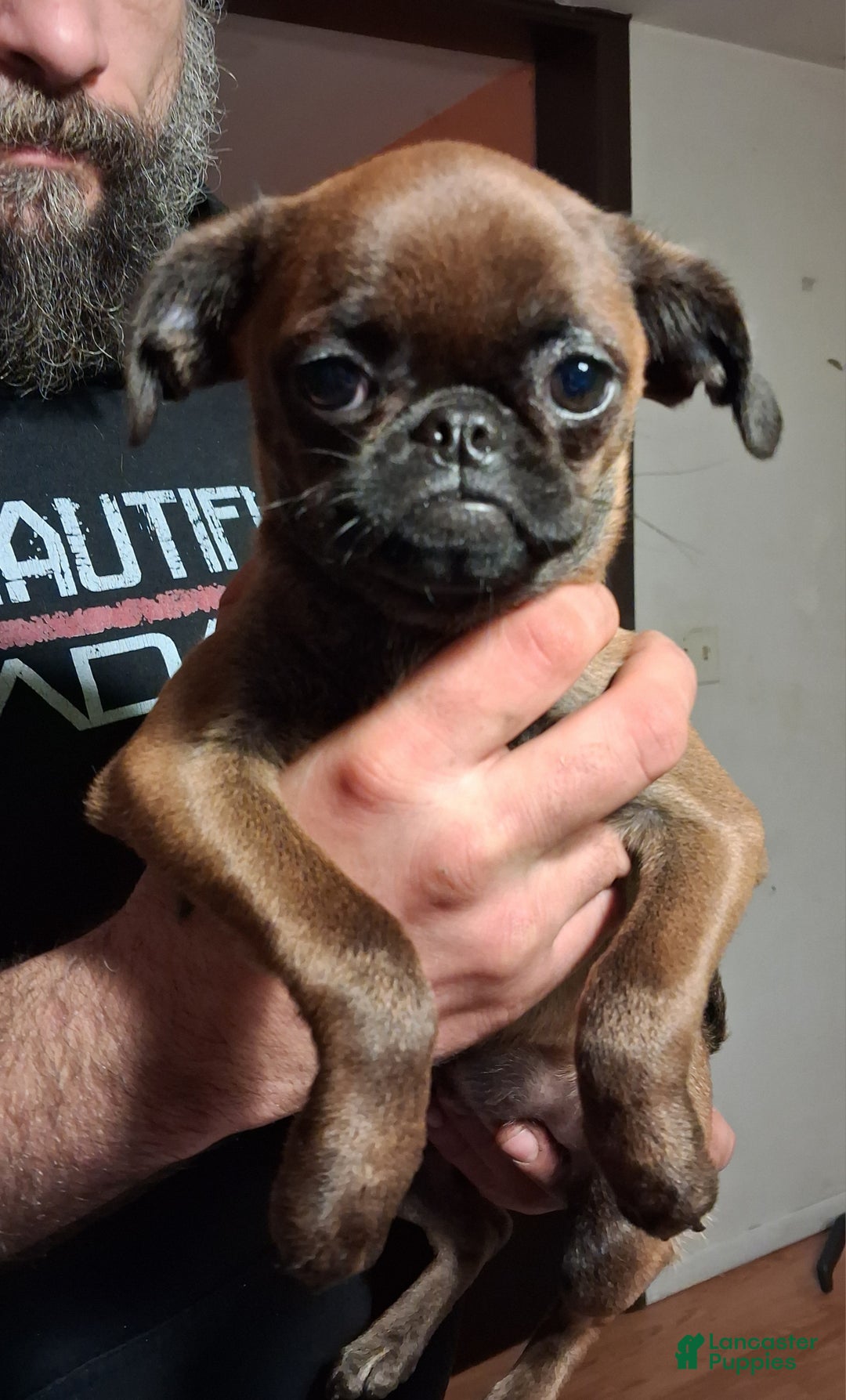 Mixed Breed dogs for sale: Coco - Ad 1