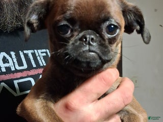 Mixed Breed dogs Coco - Ad 3