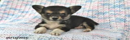 Welsh Corgi Pembroke dogs for sale: Alex - Ad 3