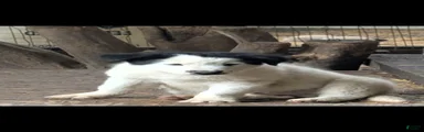 Border Collie 1