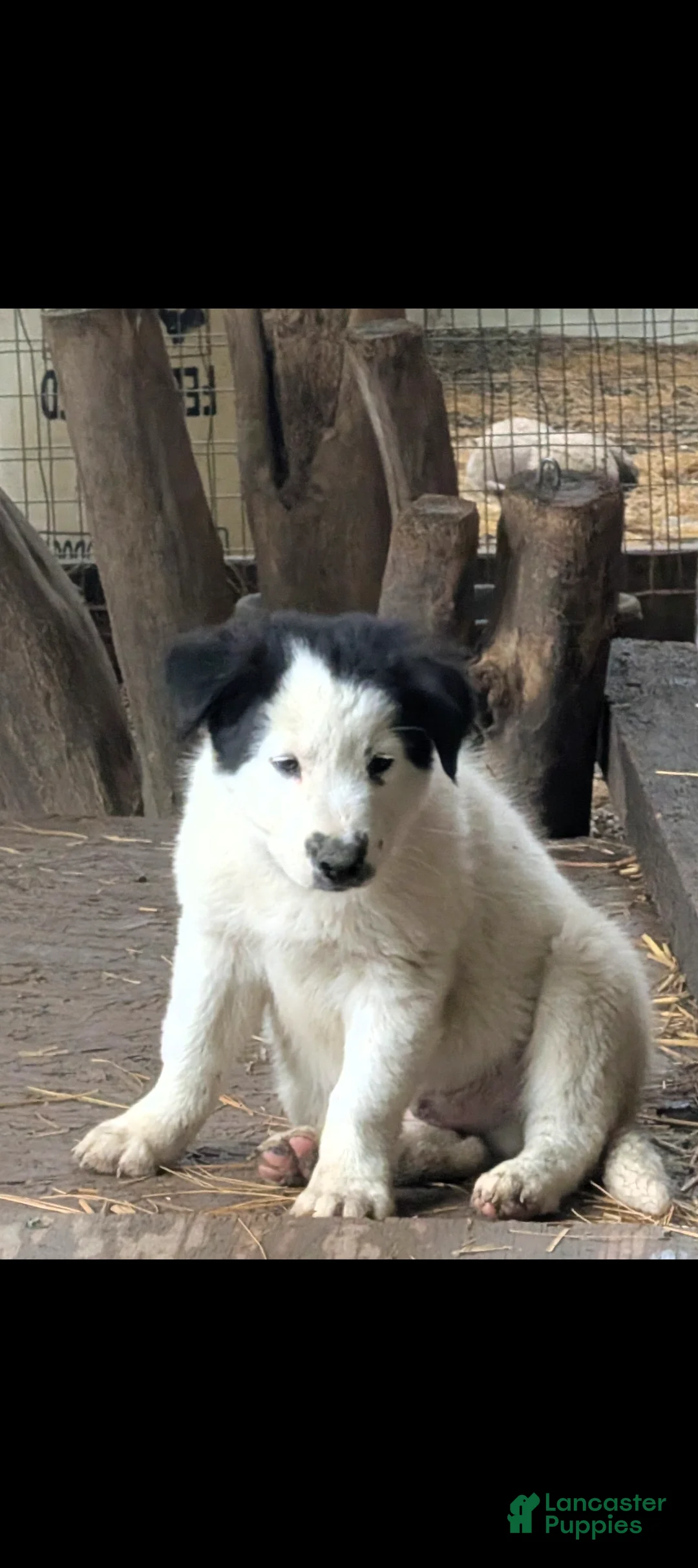 Border Collie dogs for sale: Border Collie 1 - Ad 1