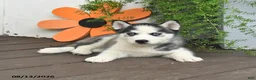 Gerberian Shepsky dogs for sale: Frosty - Ad 4