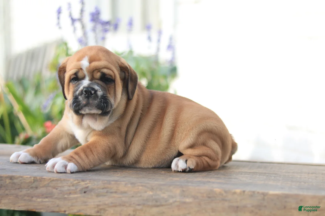 Beabull dogs for sale: Tiger - Ad 2