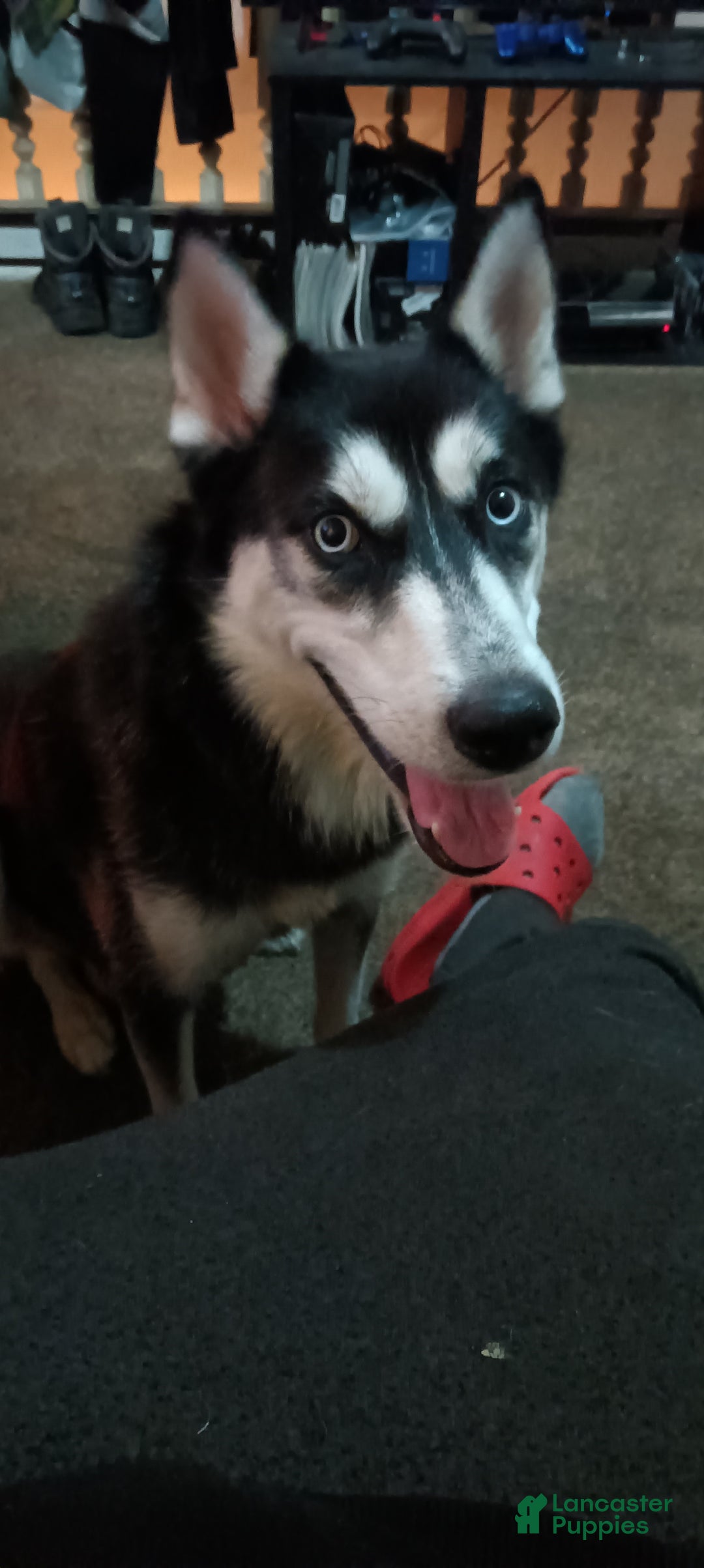 Siberian Husky dogs for sale: Gemma - Ad 4