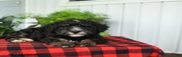 Mini Bernedoodle dogs for sale: Cindy - Ad 3