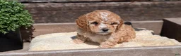 Cockapoo dogs for sale: Lando  - Ad 7