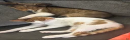 Shetland Sheepdog dogs for sale: Lucy - Ad 3