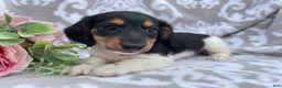 Miniature Dachshund dogs for sale: Hazel - Ad 7