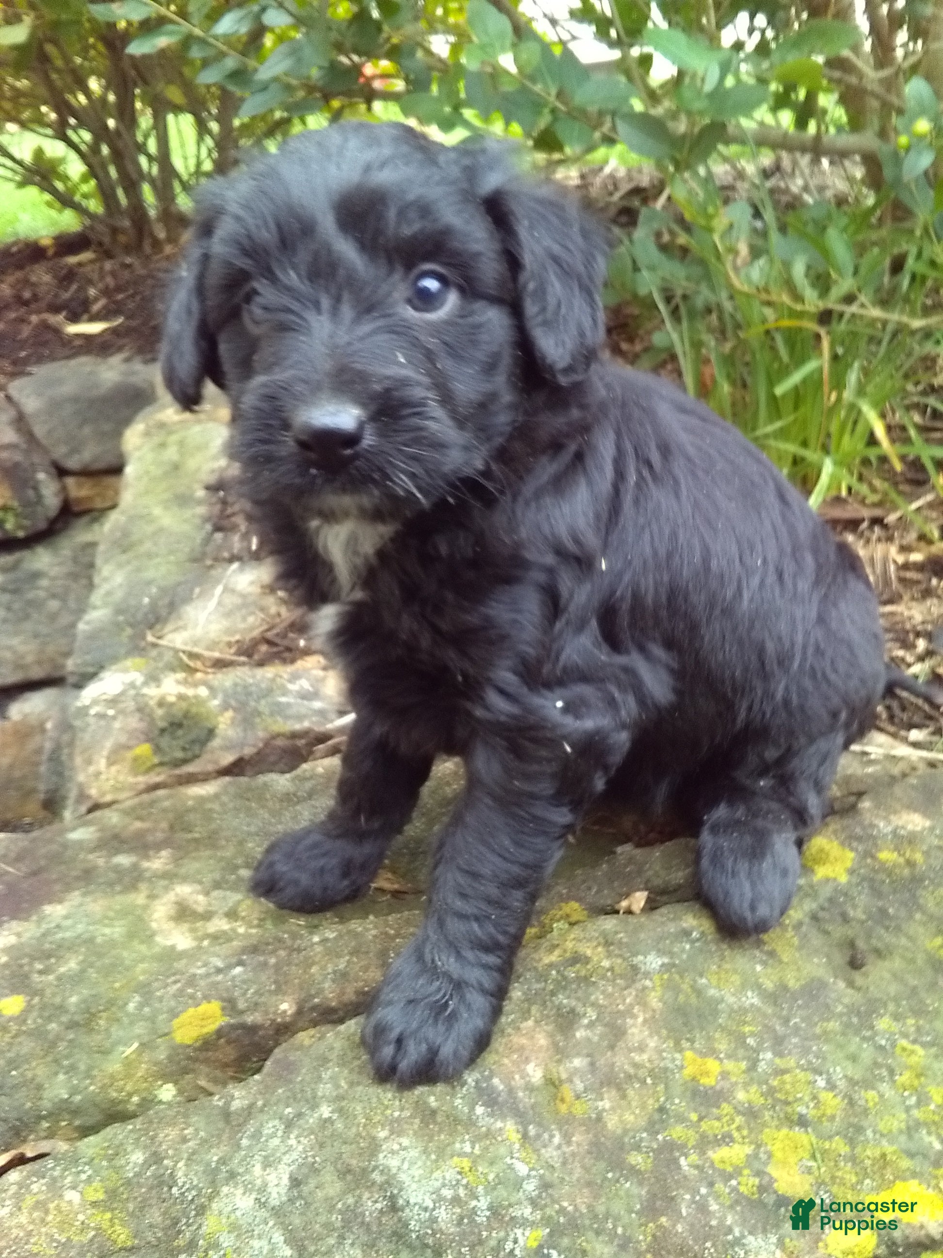 Mini Aussiedoodle dogs Darcy - Ad 1