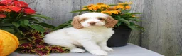 Cockapoo dogs for sale: Jeddi - Ad 3