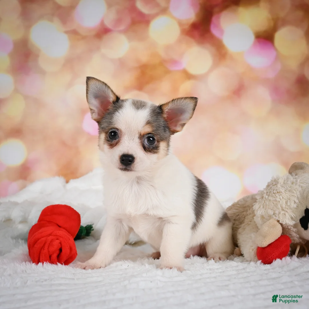 Chihuahua dogs for sale: Lilly - Ad 1