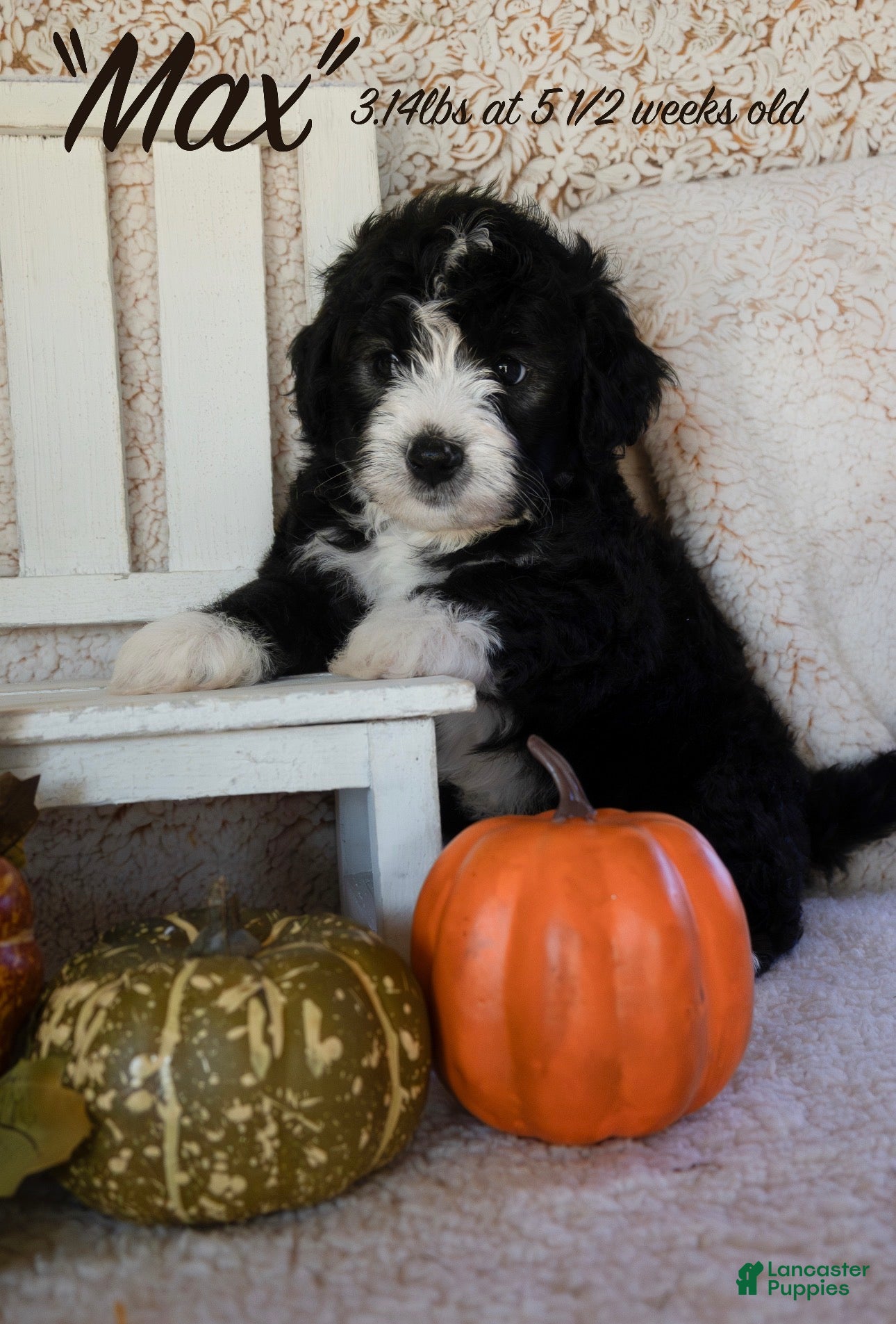 Bernedoodle dogs for sale: Max - Ad 24