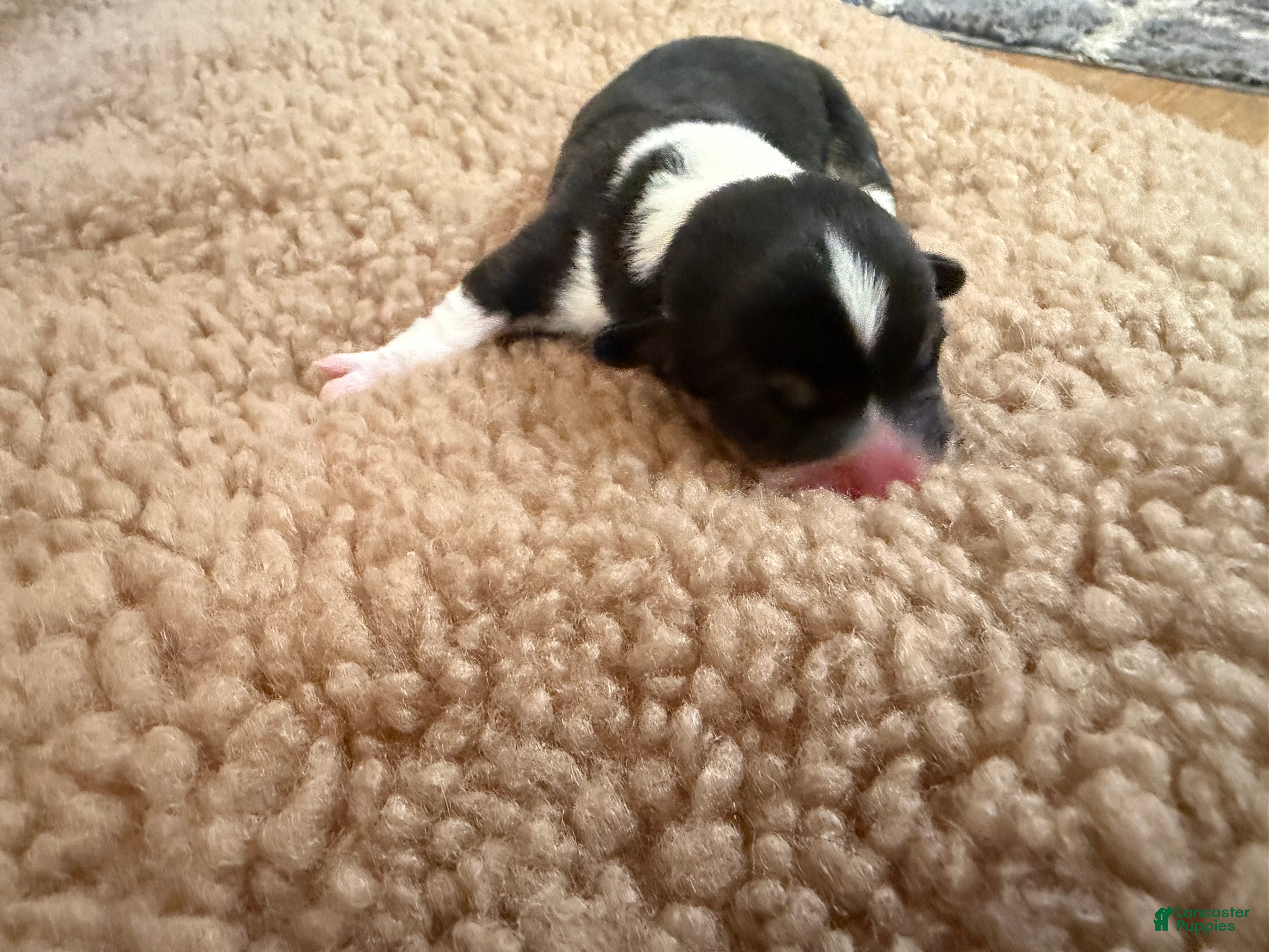 Mixed Breed dogs Mater - Ad 5