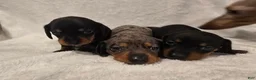 Miniature Dachshund dogs for sale: Curly  - Ad 6