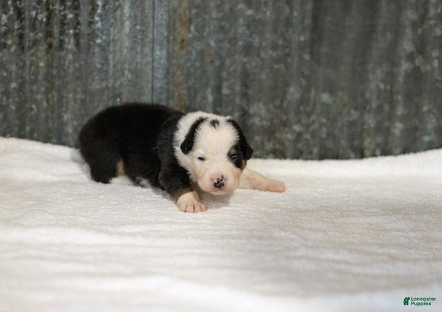 Miniature Australian Shepherd dogs Larana Miniature Australian Shepherd Puppy  - Ad 1