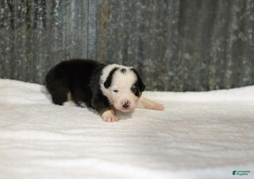 Miniature Australian Shepherd dogs for sale: Larana Miniature Australian Shepherd Puppy  - Ad 1