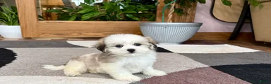 Lhasa/Maltese female 2