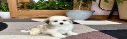 Mixed Breed dogs for sale: Lhasa/Maltese female 2 - Ad 2