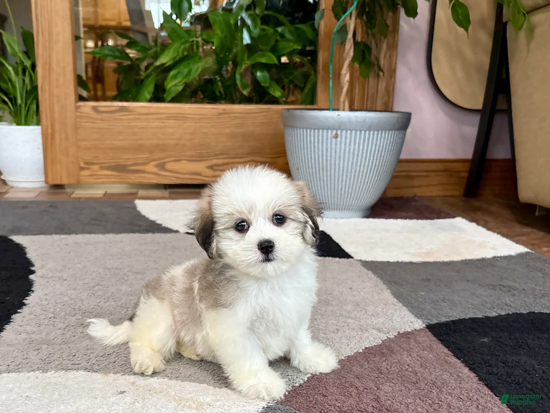 Mixed Breed dogs for sale: Lhasa/Maltese female 2 - Ad 2