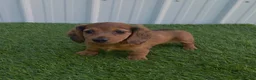 Miniature Dachshund dogs for sale: Angie - Ad 7