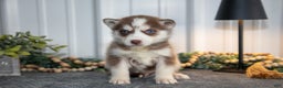 Siberian Husky dogs for sale: Tessa - Ad 1