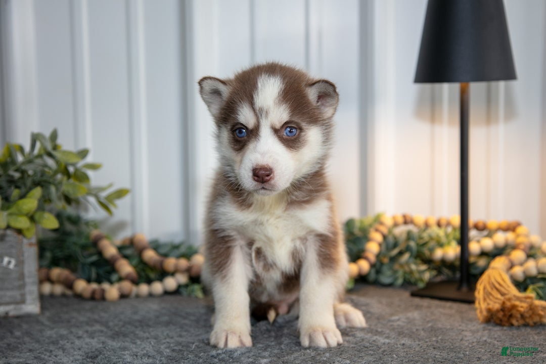 Siberian Husky dogs for sale: Tessa - Ad 1