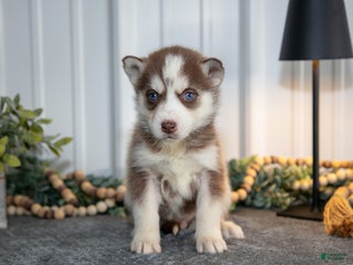 Siberian Husky dogs Tessa - Ad 6