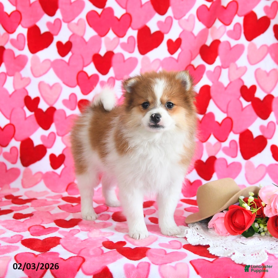 Pomeranian dogs Gracie - Ad 2