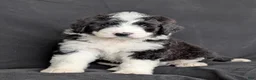 Bernedoodle dogs for sale: Rex - Ad 3