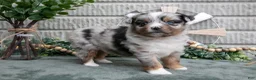 Miniature Australian Shepherd dogs for sale: Ariel - Ad 2