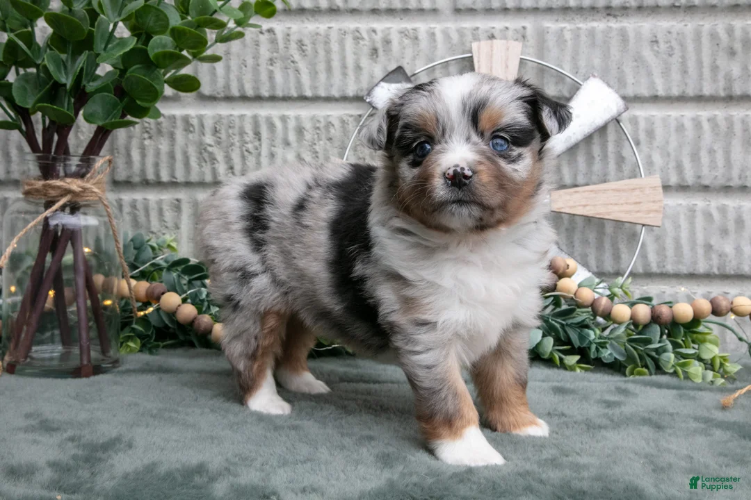 Miniature Australian Shepherd dogs for sale: Ariel - Ad 2