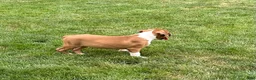 Boxer dogs for sale: Boxer 3 - Ad 3