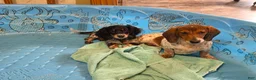 Miniature Dachshund dogs for sale: Kenny - Ad 5