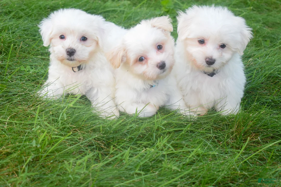 Maltese dogs for sale: Roscoe💙 - Ad 4