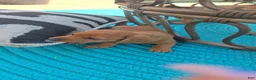 Miniature Dachshund dogs for sale: Miniature Dachshund 1 - Ad 7
