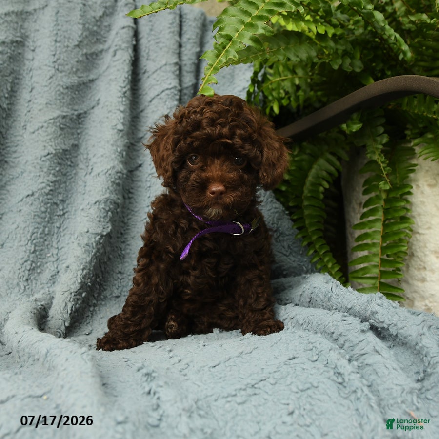 Toy Poodle dogs Gracie - Ad 2