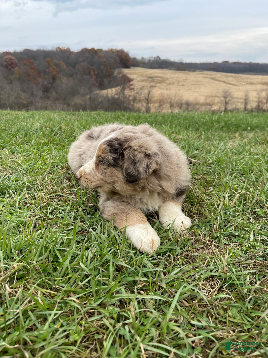 Australian Shepherd dogs for sale: Percy - Ad 3