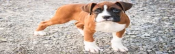 Boxer dogs for sale: Cappuccino - Ad 1