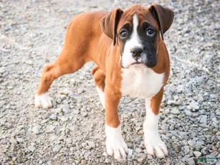 Boxer dogs for sale: Cappuccino - Ad 1