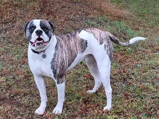 American Bulldog dogs American Bulldog Puppy 1 - Ad 12